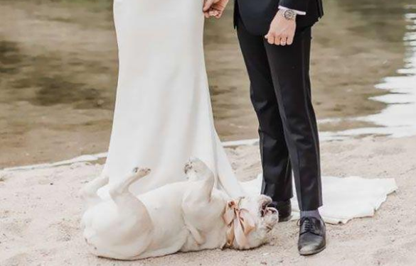 主人带爱犬见证婚礼，可这只“愚蠢的”狗狗