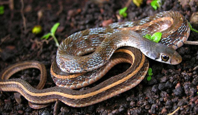 这篇关于白眉蝮蛇的科普文你一定不要错过哦