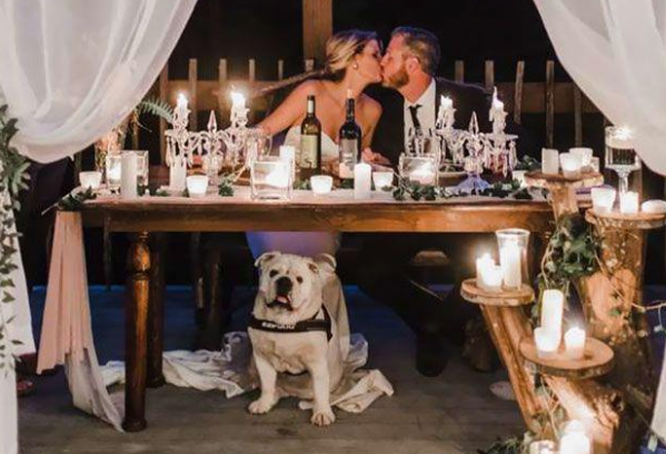 主人带爱犬见证婚礼，可这只“愚蠢的”狗狗