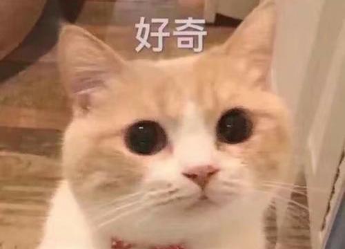 “担心猫咪太热，让它一直待在空调房，结果它病了！”