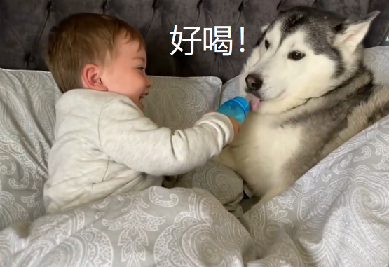 小主人把二哈当“兄弟”,牛奶也要一起分享,结果爸爸来了 小主人把二哈当“兄弟”,牛奶也要一起分享,结果爸爸来了