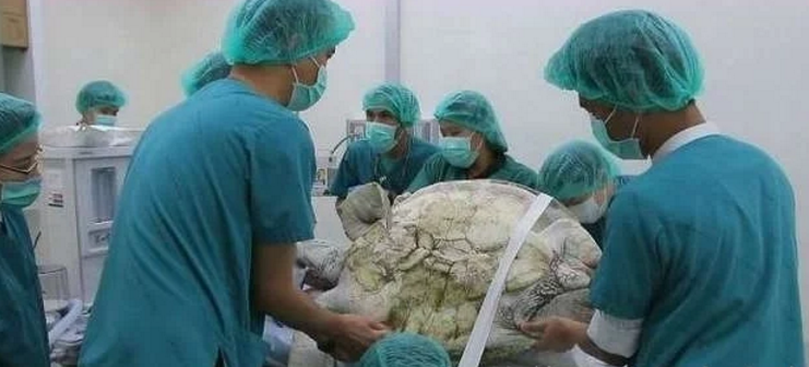 养了25年的“高龄”乌龟离奇死亡，解剖后，原因让人深思
