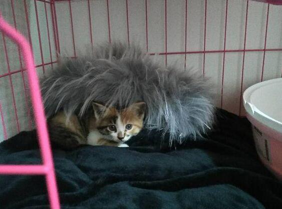 女孩领养了一只小奶猫，喂养不到半个月，哭诉全身上下都是伤痕