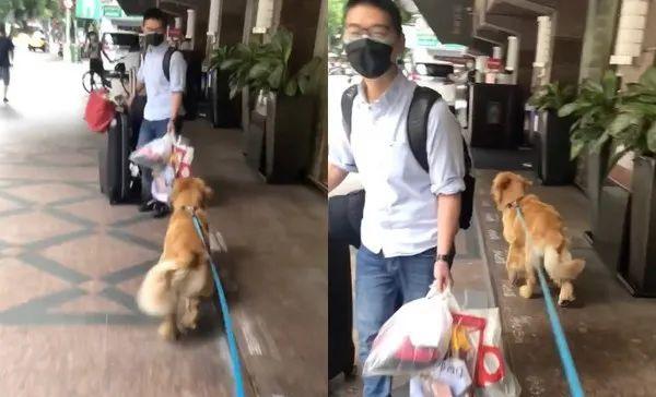 三个月没见男主人，重逢时大金毛：你谁？咱认识吗？