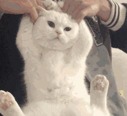 最漂亮的星辰海洋，就在猫咪眼睛里面，简直美哭了