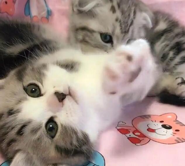 小奶猫伸爪召唤主人,主人正高兴接住,下一秒却尴尬了! 小奶猫伸爪召唤主人,主人正高兴接住,下一秒却尴尬了!