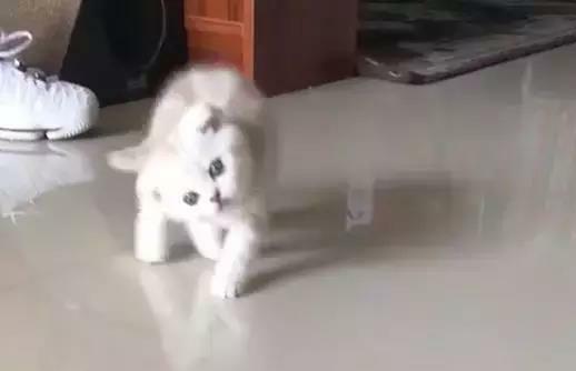 猫咪起床后头总歪着, 主人不放心送去医院, 医生的话令他哭笑不得 