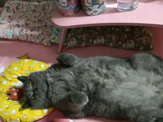 养了七年的猫咪突然抓狂咬主人
