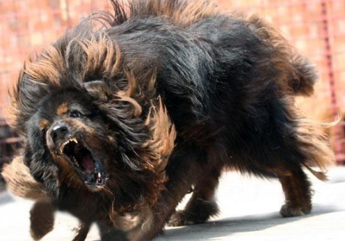 狗狗哪几个部位最“脆弱”？遇到恶犬咬人，打它这些地方最有效