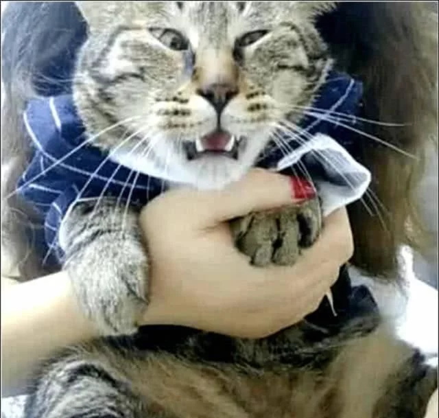 女主抱着猫咪看恐怖片，当鬼出来之后，猫咪的表情瞬间不淡定了