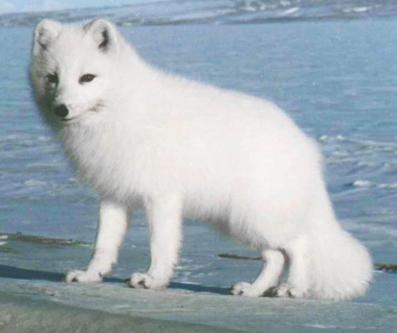 生活在北极圈附近的雪狐你了解多少？