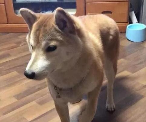 胖柴犬为了不跟主人跑步减肥, 竟然装瘸, 这演技我给满分, 太心机 胖柴犬为了不跟主人跑步减肥, 竟然装瘸, 这演技我给满分, 太心机