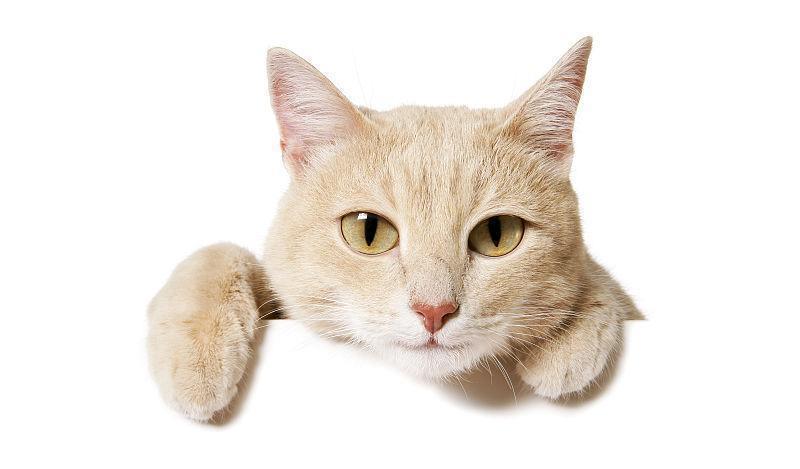 如果猫咪会说话, 那么它最想告诉你的是这几件事