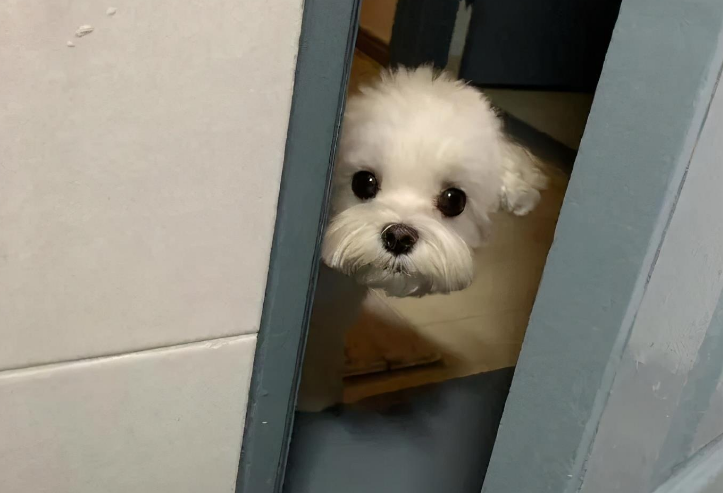 在狗狗眼里，主人上厕所不止是在拉屎，还代表这些意思！