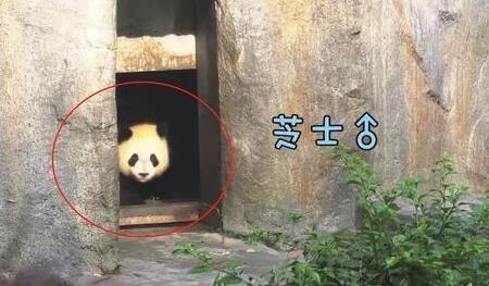 熊猫妈妈趁娃娃不在家睡个午觉,没想到坑人的小熊猫太能闹了 熊猫妈妈趁娃娃不在家睡个午觉,没想到坑人的小熊猫太能闹了