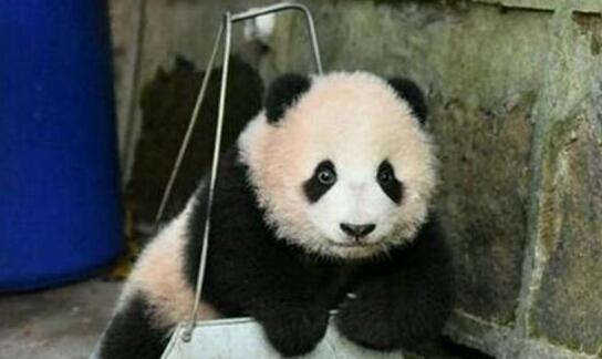 心机熊猫宝宝赖在簸箕里不肯走,奶爸看到生无可恋,网友都笑炸了 心机熊猫宝宝赖在簸箕里不肯走,奶爸看到生无可恋,网友都笑炸了