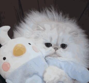 最漂亮的星辰海洋，就在猫咪眼睛里面，简直美哭了