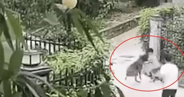 6岁男童在小区内被狗咬伤，狗主人却拒不承认，声称自家狗没咬人……
