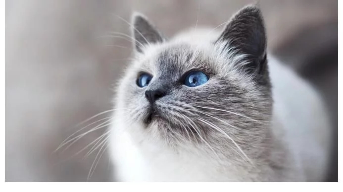 猫是肉食动物，剩饭又咸也不能满足，猫的营养需要