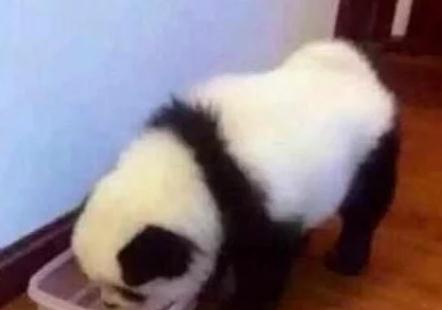 小伙给狗狗换了新造型，结果警察找上门，糗大了