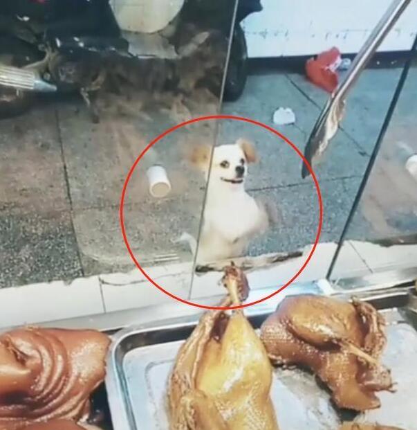 小狗偷吃却不逃，在店门口徘徊，老板：抓了看门还债！