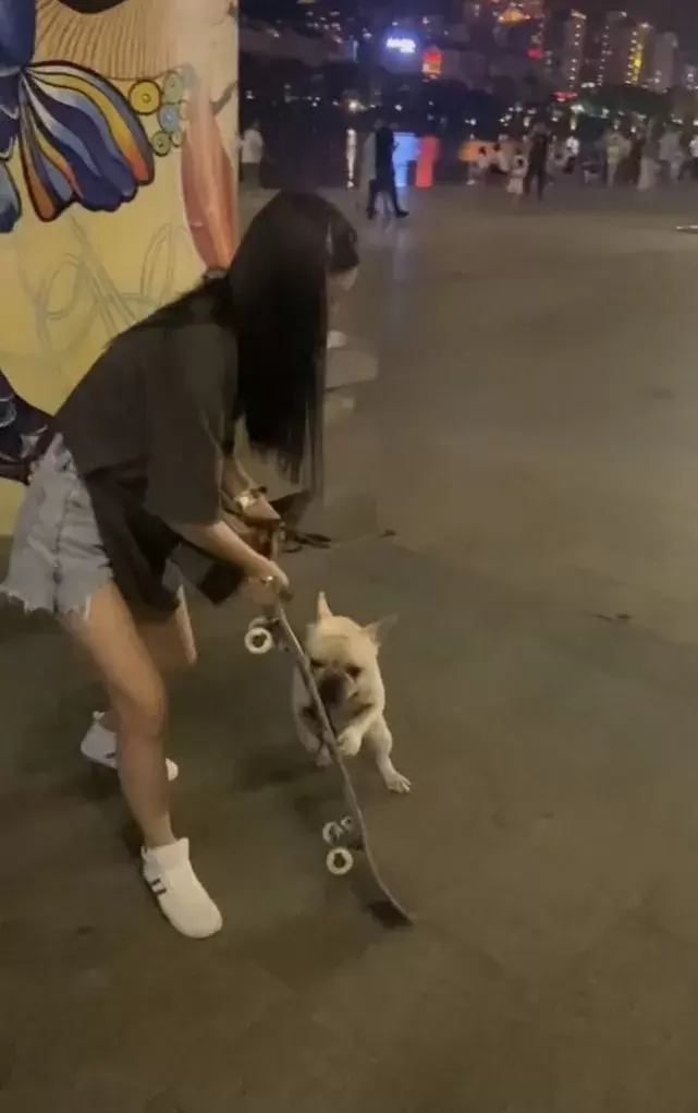 福建小狗当街抢走路人滑板，玩得不肯撒手，女主人崩溃大喊：还给别人嘛