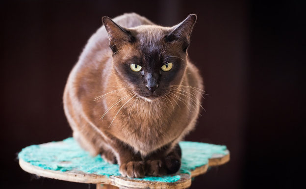 不只暹罗猫！6大泰国猫皇驾到！猫奴们准备好来吸猫