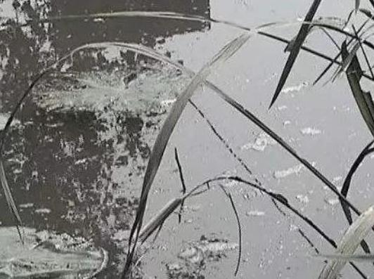 钓友发现鱼群突然消失,抽干水发现神秘怪鱼,身上还带电流! 钓友发现鱼群突然消失,抽干水发现神秘怪鱼,身上还带电流!