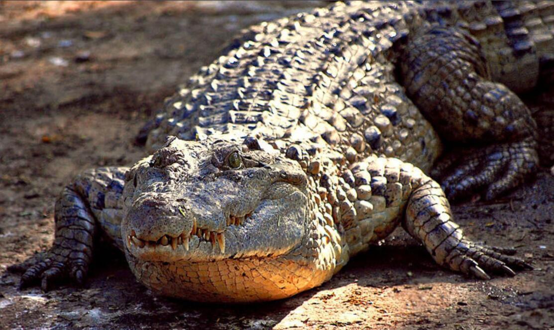 菲律宾鳄知识分享，快来了解一下吧~