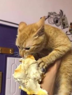面包被猫咪咬住不松口，主人只觉得心疼，只因它曾经是一只流浪猫
