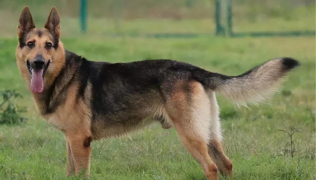 全世界公认5大“出色警犬”,中国犬种榜上有名 全世界公认5大“出色警犬”,中国犬种榜上有名