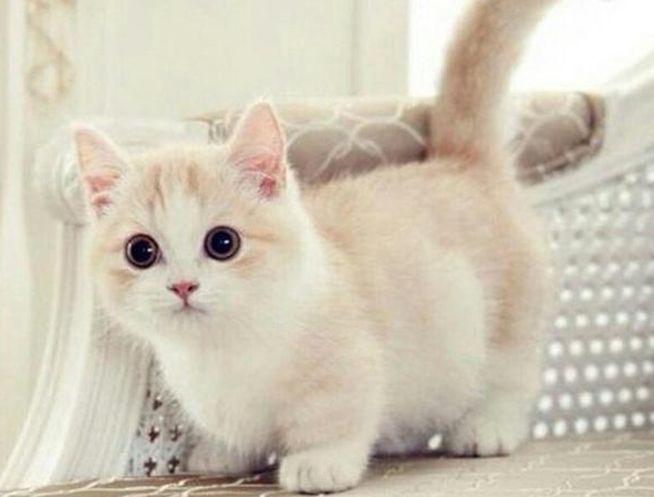 爱撸猫的注意！男子反复低烧数月，被发现感染罕见细菌