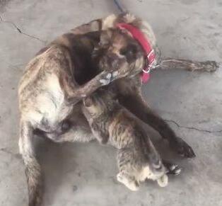 小黑猫把大黑狗当成了妈妈,竟然想要喝奶,女主人看到后羞红了脸 小黑猫把大黑狗当成了妈妈,竟然想要喝奶,女主人看到后羞红了脸