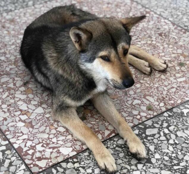 中华田园犬那么优秀,养的人依旧不多 中华田园犬那么优秀,养的人依旧不多