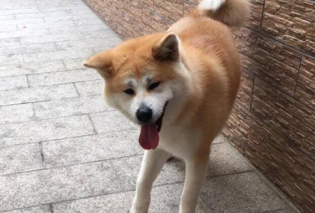 最护主的五种狗狗，养到一只就是人生赢家，第一种随处可见