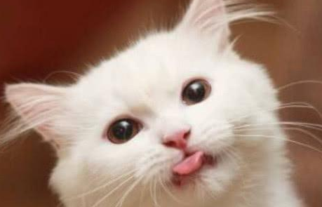 外出时将猫陪5岁的孩子玩,回家竟看到这一幕,猫:好无辜哦!