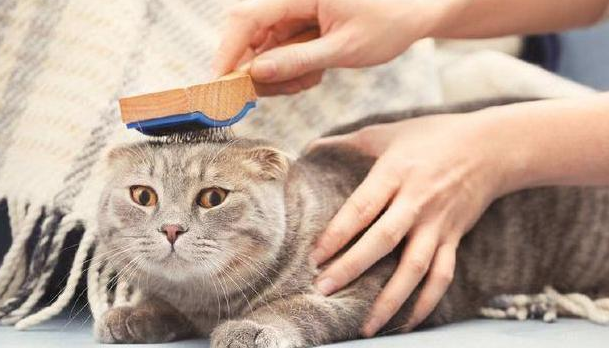 想要猫咪毛发亮泽，来试试这些办法吧！ 