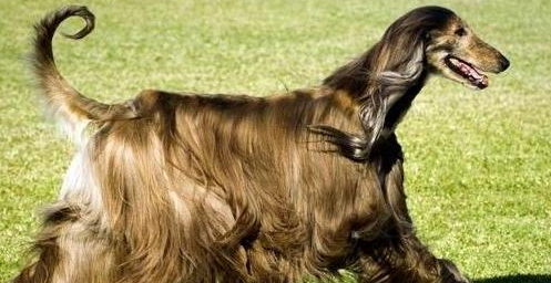 这6种狗狗，都是“土豪”养的狗，有你家狗吗？ 