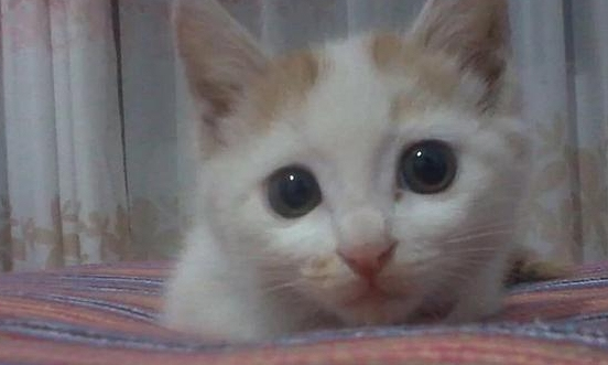20元买了只小橘猫，带回家后老妈直接奖了1000块，网友乐坏了