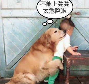 让金毛在家看孩子，没想到回来看到这一幕，狗：有没有很感动