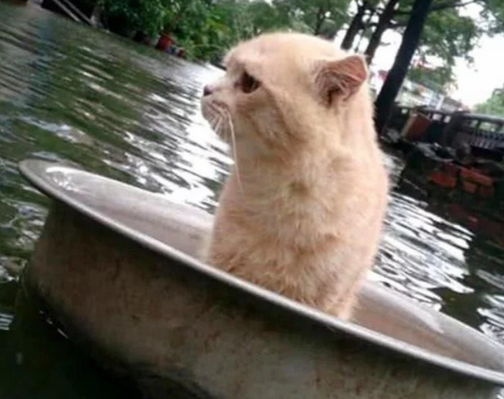 家乡遇到大水,主人把猫咪放盆里帮它逃生 家乡遇到大水,主人把猫咪放盆里帮它逃生