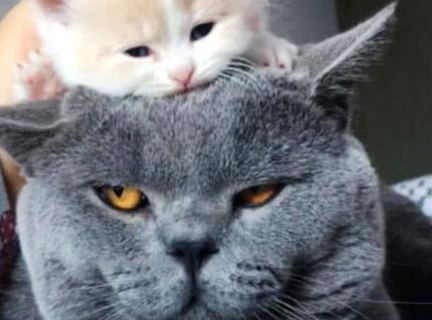 家里的猫咪生了小宝宝，把它放在蓝猫头上，回来一看，不淡定了