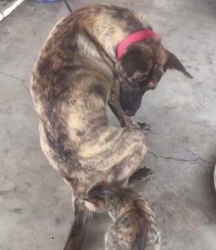 小黑猫把大黑狗当成了妈妈,竟然想要喝奶,女主人看到后羞红了脸 小黑猫把大黑狗当成了妈妈,竟然想要喝奶,女主人看到后羞红了脸