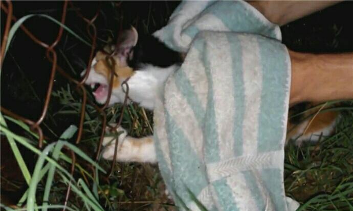 猫咪被铁网卡住头部 表情痛苦 好心人发现后帮其解围 