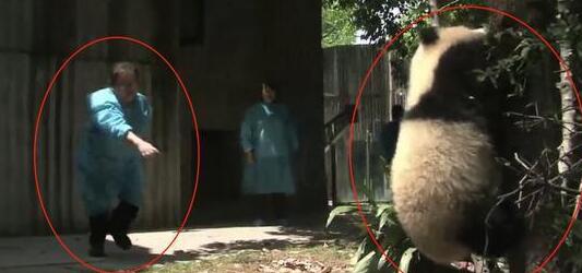 熊猫捣乱被抓，屡次攻击奶妈失败，下一秒引发全场哄笑！