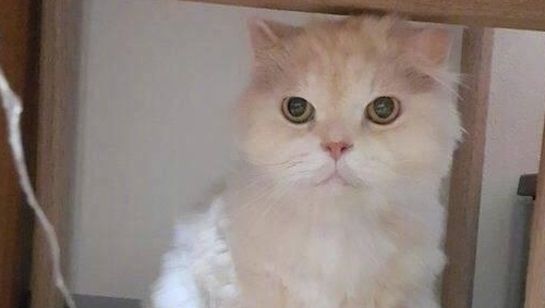 把猫咪放男友家寄养避暑，接猫咪时候，看到这一幕几乎崩溃 