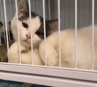 小猫咪搔首弄姿，猫：我美吗？网友：我竟然被一只猫撩到了