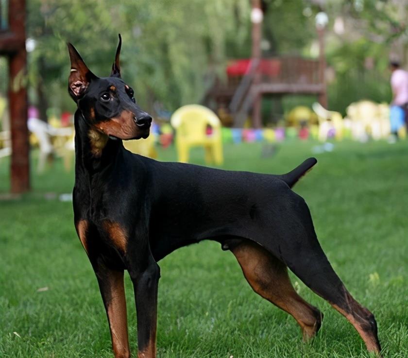 全世界公认5大“出色警犬”,中国犬种榜上有名 全世界公认5大“出色警犬”,中国犬种榜上有名