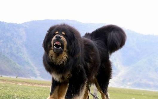 盘点6种超大型犬, 最大的比人还高, 谁遛谁还不一定呢! 