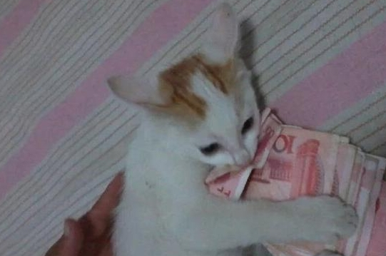 20元买了只小橘猫,带回家后老妈直接奖了1000块,网友乐坏了 20元买了只小橘猫,带回家后老妈直接奖了1000块,网友乐坏了